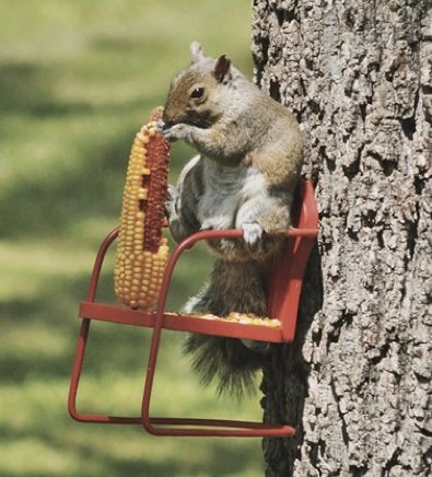 Wildliferescuerehab Hashtag On Twitter