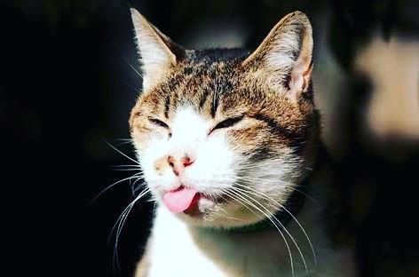 CatLoverProfile's tweet photo. #cat #cats #herocat #smile #tigerthecat #keepsmiling #smilemore #rescue #rescued #love #tintinthesquirrel #squirrel #redsquirrel #squirrellove #pets #exoticpet #squirrellife #petstagram #petphotography #cutest #cute #adorable #christmas #simonscat #cutecats #ilovesquirrels #cat https://t.co/6eDDzDFBXU
