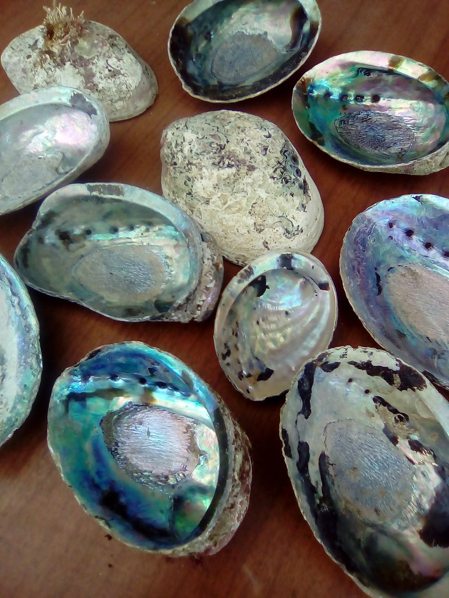 CodonoDesign_NZ's tweet image. #paua 貝殻 #gorebay  #キャンプ のお土産。ニュージーランドで海産物を自分で採りにいけます。干潮時間のチェックを忘れずに！#ニュージーランド #南島 キャンプ 情報 vianewzealand.com/topics/new-zea… #クライストチャーチ #留学 #ワーホリ#海 #貝 #潮干狩り #海外生活 #vianewzealand