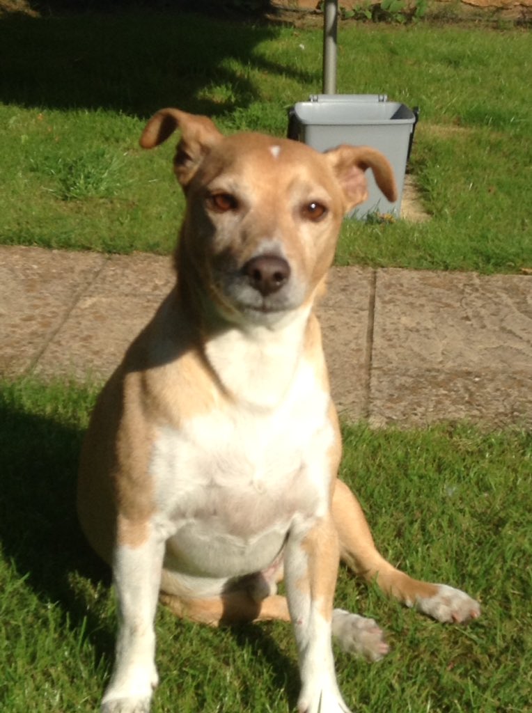 janeppowersmit1's tweet photo. Miss this little fella💔 https://t.co/pZGVjuhJ4s