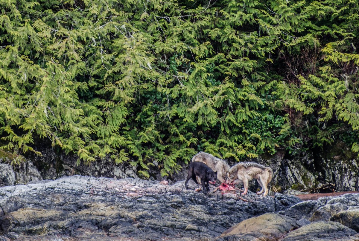biologicabc's tweet photo. Wolf sighting on our way to one of our field sites in Bella Bella! Luckily, Karen had her camera on hand and was able to snap a couple of photos. #HIRMD #heiltsuk #wolves #intertidal #fieldwork https://t.co/fSrg2sTQga
