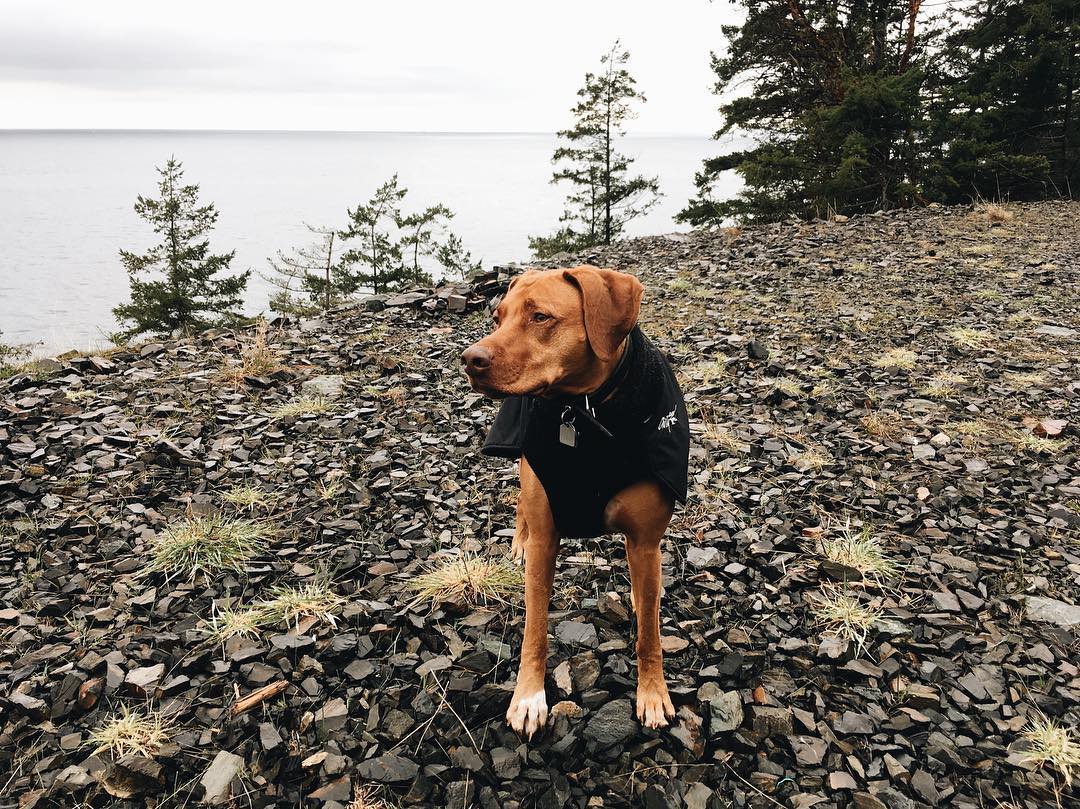 Let’s give a big, huge Happy Waggerz welcome to Django, our newest #BowenIsland crew member! 🐶👋🏼 

#yvrdogs #yvrdogwalking #yvr #yvrliving #yvrlife