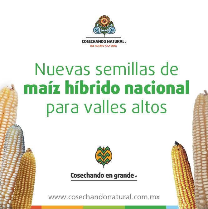 CosechandoNat's tweet photo. Conoce las nuevas semillas híbridas nacionales que tenemos a la venta para valles altos 👉 https://t.co/yohBhaZnuC https://t.co/YMH0gEoswO