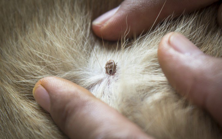 PetsPlusUsIns's tweet photo. Regularly check #pets that spend time outdoors. Ticks may attach to them and be carried indoors, putting you and your family at risk of being bitten. #TickAwarenessMonth https://t.co/T1jNyTIc9W