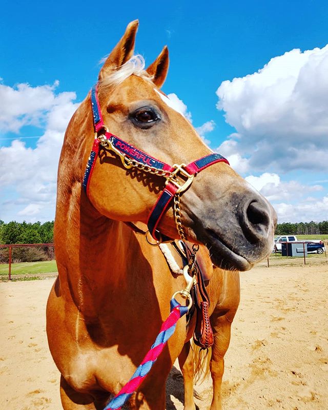 LakotaTrailers's tweet image. &quot;His royal Highness, Prince William 💕😍 love my boy so much! *NO FILTER* #powerfulconnection #william #lakotayoungprofessionals #lakotaypa #aqhaproud #aqha #phba #heholdsmyheart #princewilliam #bean #beanie #blessedwiththebest #soulhorse 📷: @powerful_connection &quot;