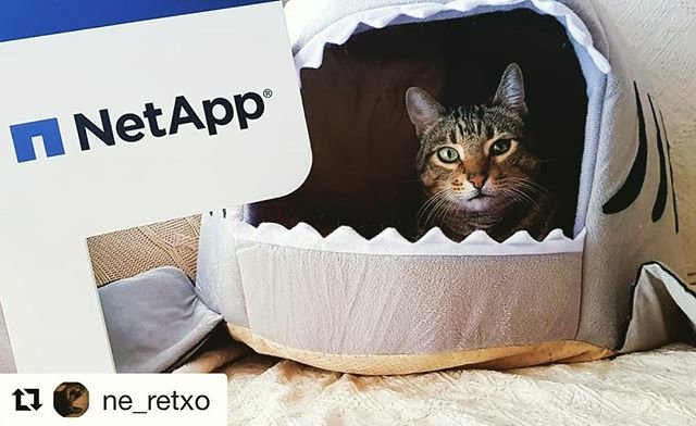 AjayNabh1's tweet photo. Admit it. When we talk about storage you usually only think about data... #catstorage via @ne_retxo with #pipi @netapp 🐱 https://t.co/cEhaxyLgy3 https://t.co/hmIgUXfI2D
