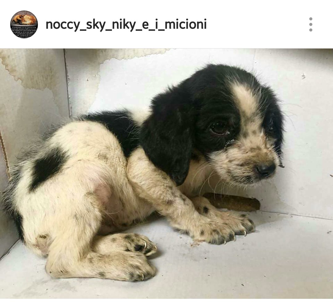 tizianantonella's tweet photo. 🔥🔥 SIETE LA FECCIA PEGGIORE abbandonare uno scricciolo così 😡 meritate la solitudine! Rt please ⤵⤵🙇🙇 https://t.co/N1kqudN61w