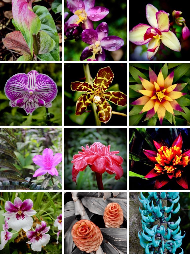 TourGuideNY's tweet image. Hawaii has some of the most beautiful flowers I have ever seen 🌺🌸🌼💐#hawaiilife #ilovehawaii #lethawaiihappen #traveling #girlslovetravel #beautifulflovers #photographer