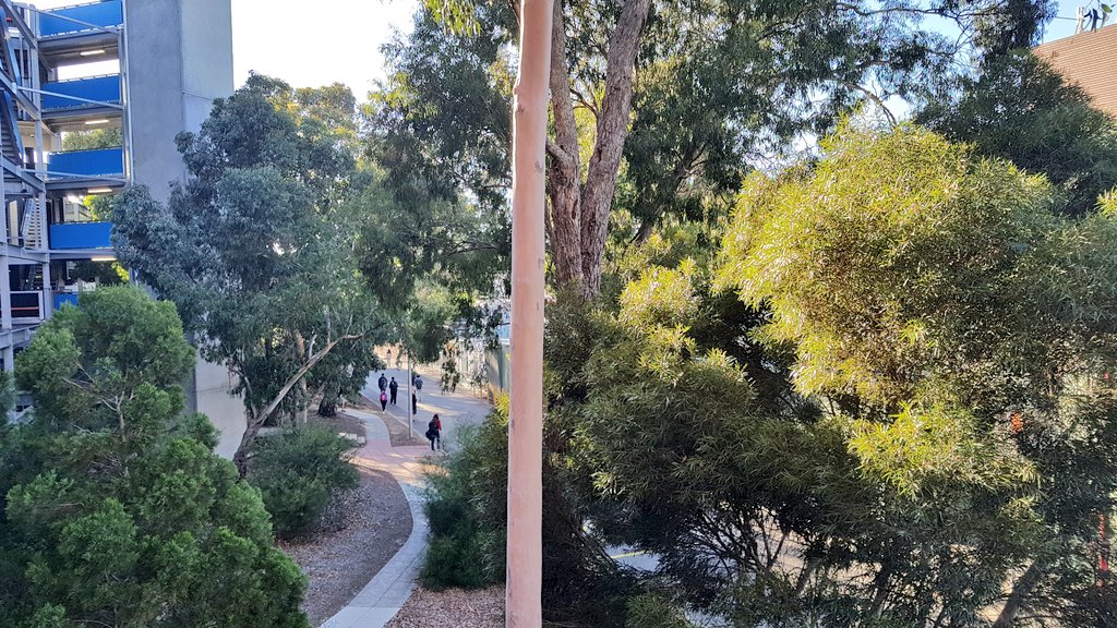 CavalloDelMare's tweet image. Tracking down #criticallyendangered #SwiftParrots (first Vic sighting this season?) in the #EucBeaut18 @MonashUni #EucsOnCampus. Nice surprise to start the day with :) picked up by &quot;Could-hear-a-tardigrade-fart&quot; @roamingmoth
#wildmelbourne #wildoz