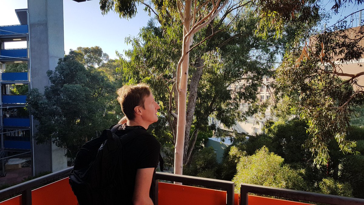 CavalloDelMare's tweet image. Tracking down #criticallyendangered #SwiftParrots (first Vic sighting this season?) in the #EucBeaut18 @MonashUni #EucsOnCampus. Nice surprise to start the day with :) picked up by &quot;Could-hear-a-tardigrade-fart&quot; @roamingmoth
#wildmelbourne #wildoz