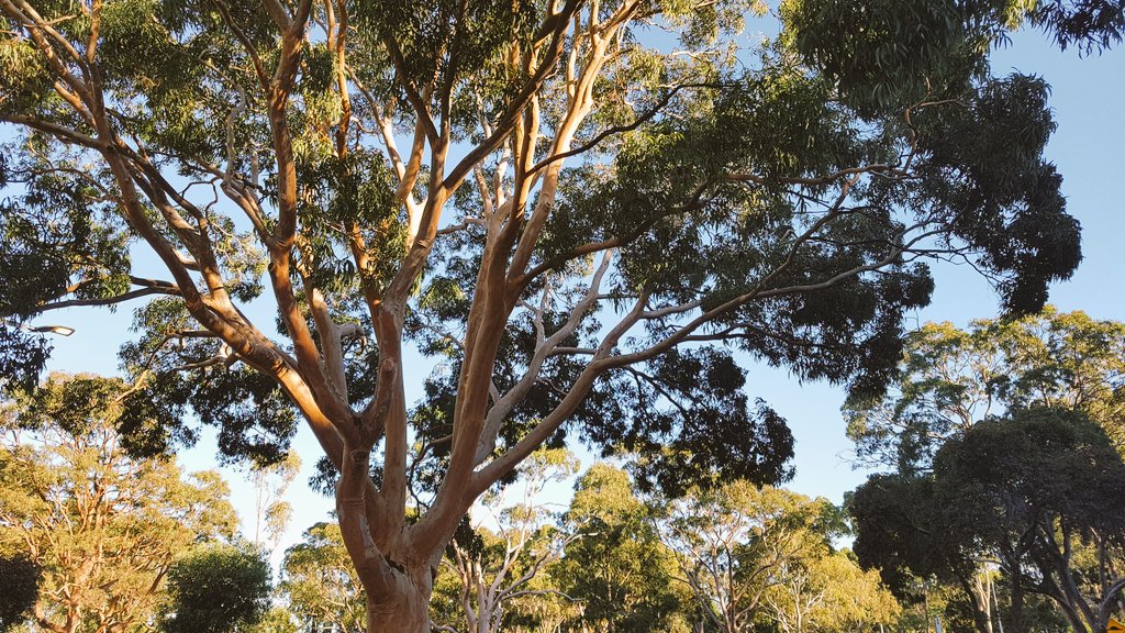 CavalloDelMare's tweet image. Tracking down #criticallyendangered #SwiftParrots (first Vic sighting this season?) in the #EucBeaut18 @MonashUni #EucsOnCampus. Nice surprise to start the day with :) picked up by &quot;Could-hear-a-tardigrade-fart&quot; @roamingmoth
#wildmelbourne #wildoz