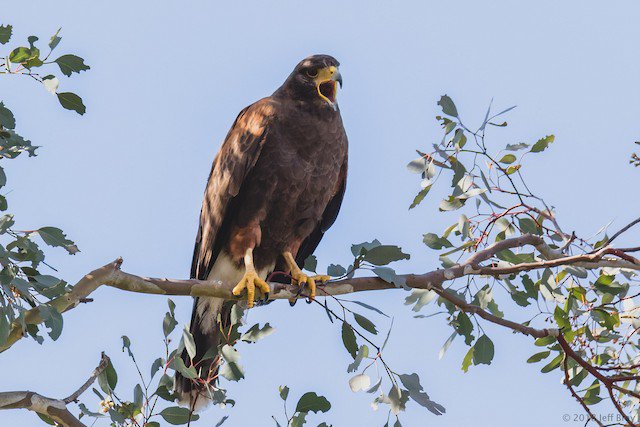 WBUSanDiego's tweet photo. Look at this beautiful Harris hawk! While he was disgruntled at the presence of a nearby Red-tailed hawk, it certainly made for a great photo. 

https://t.co/y8SbYuYE52

Photo credit: Jeff Bray
#nature #rare #birds #SanDiego #birding https://t.co/e12S8JL1fK