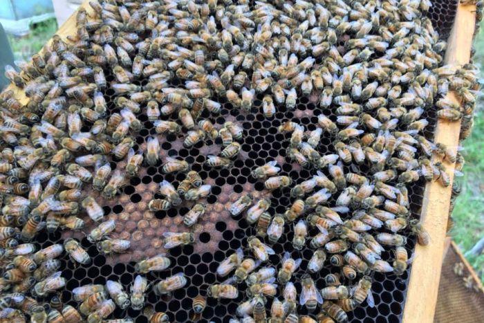 ABCRural's tweet photo. EU farmers may face total ban on bee-harming pesticides and beekeepers in Australia want to follow suit. #bees #beekeeping
https://t.co/OPYWqqQOTF https://t.co/IzUFn0HoSY