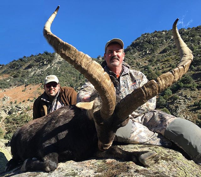 HuntingTrophy's tweet photo. Amazing 14 year old Gredos Ibex. Will score very high on the #scirecordbook
#corjuhunting #ibexhunting #huntress #huntinspain #hunter #bowhunting #bowhunter #riflehunting #riflehunter #mountainhunting #caza #jadg #safariclubinternational 📷: @francorju https://t.co/RGoEC8SPwh