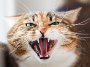 Dezi__Roo's tweet photo. Is your cat unhappy? It might have arthritis https://t.co/bZfIlmV679 https://t.co/L1uH1oPxSh