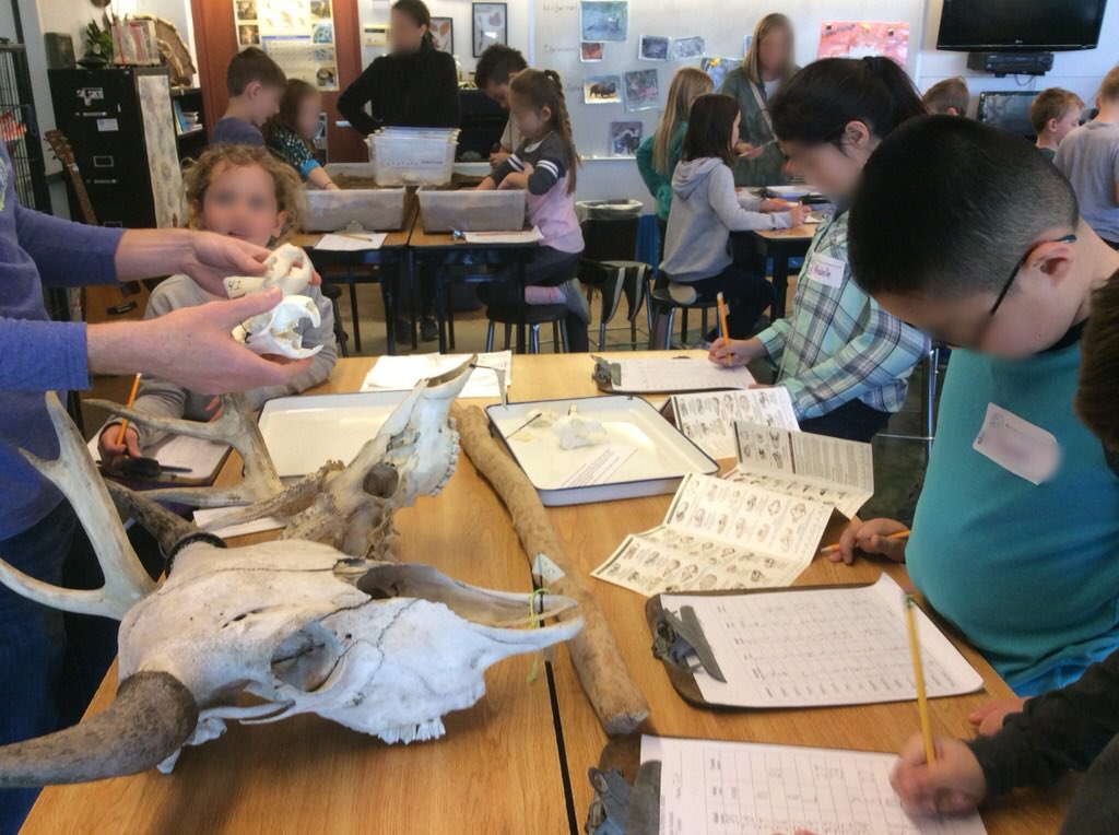 msmorganles's tweet photo. My class had a blast at the BV Wilderness Science Center learning about animal skulls.@bvschools @LeopardsLES #teachLES #bestyearyet https://t.co/grBKzl82h9