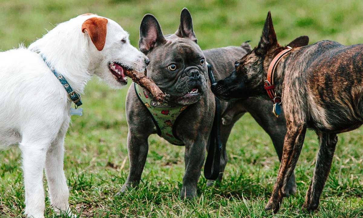 travelportland's tweet image. Looking for a new spot to take your furry friend? @wweek has you covered with the best Dog Parks in Portland: bit.ly/2FW1y8Z #PDX