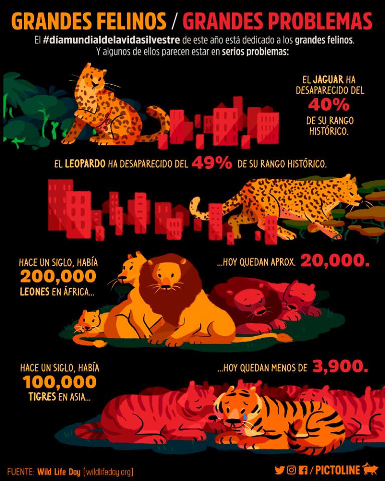 PUMAGUA's tweet photo. El sábado se celebró el #DíaMundialdelaVidaSilvestre y esta edición fue dedicada a los felinos... Sin dejar de lado a los osos, lince ibérico, lobo y todas las demás especies que están amenazadas por culpa de la caza furtiva. https://t.co/I92KZ2TCug