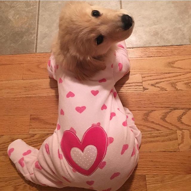 Go ahead... tell me how cute my tush iz one more time ☺️ @remitheretriever_16 #pupsinpajamas #cutebutt #PupBox