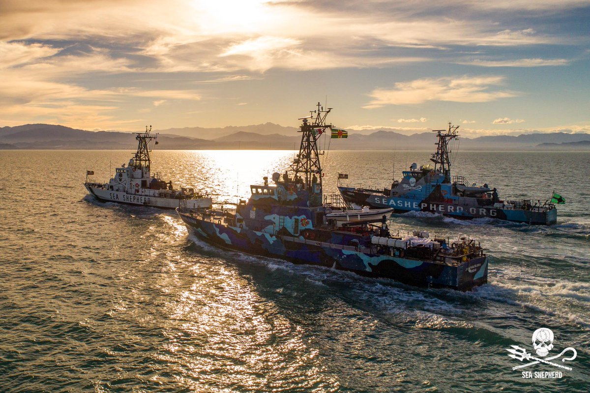 SeaShepherd_Aus's tweet photo. In defence of our oceans. 3 vessels to defend the endangered vaquita porpoise in the Sea of Cortez. Learn more about Operation Milagro at: https://t.co/Tc6dnI8nmS #OpMilagro #FortheOceans https://t.co/gK6tN5n3Xz