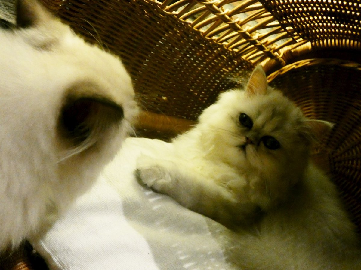 spacecat_omeme's tweet photo. お���め相談室(´｡✪ω✪｡ ` )

#宇宙から来た
#猫
#スペースキャット
#おめめ
#ゆめかわいい
#ペルシャ
#相談室 https://t.co/olB9GxLTPl