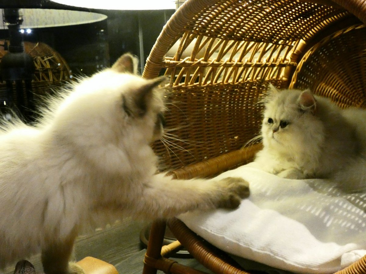 spacecat_omeme's tweet photo. お���め相談室(´｡✪ω✪｡ ` )

#宇宙から来た
#猫
#スペースキャット
#おめめ
#ゆめかわいい
#ペルシャ
#相談室 https://t.co/olB9GxLTPl