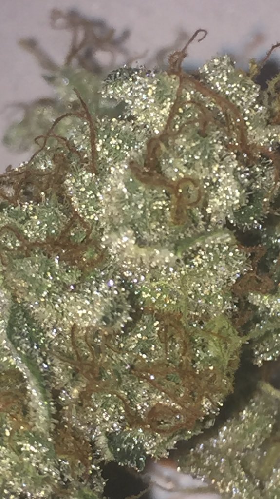 LocalGrowDoesOk's tweet photo. So this is how they turned out. Small skinny nugs. #fail https://t.co/warTvRAw3d