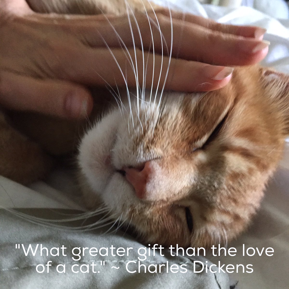 bunnyimhc's tweet photo. Something only cat lovers truly understand! #catlove https://t.co/0kuaWeSZBW