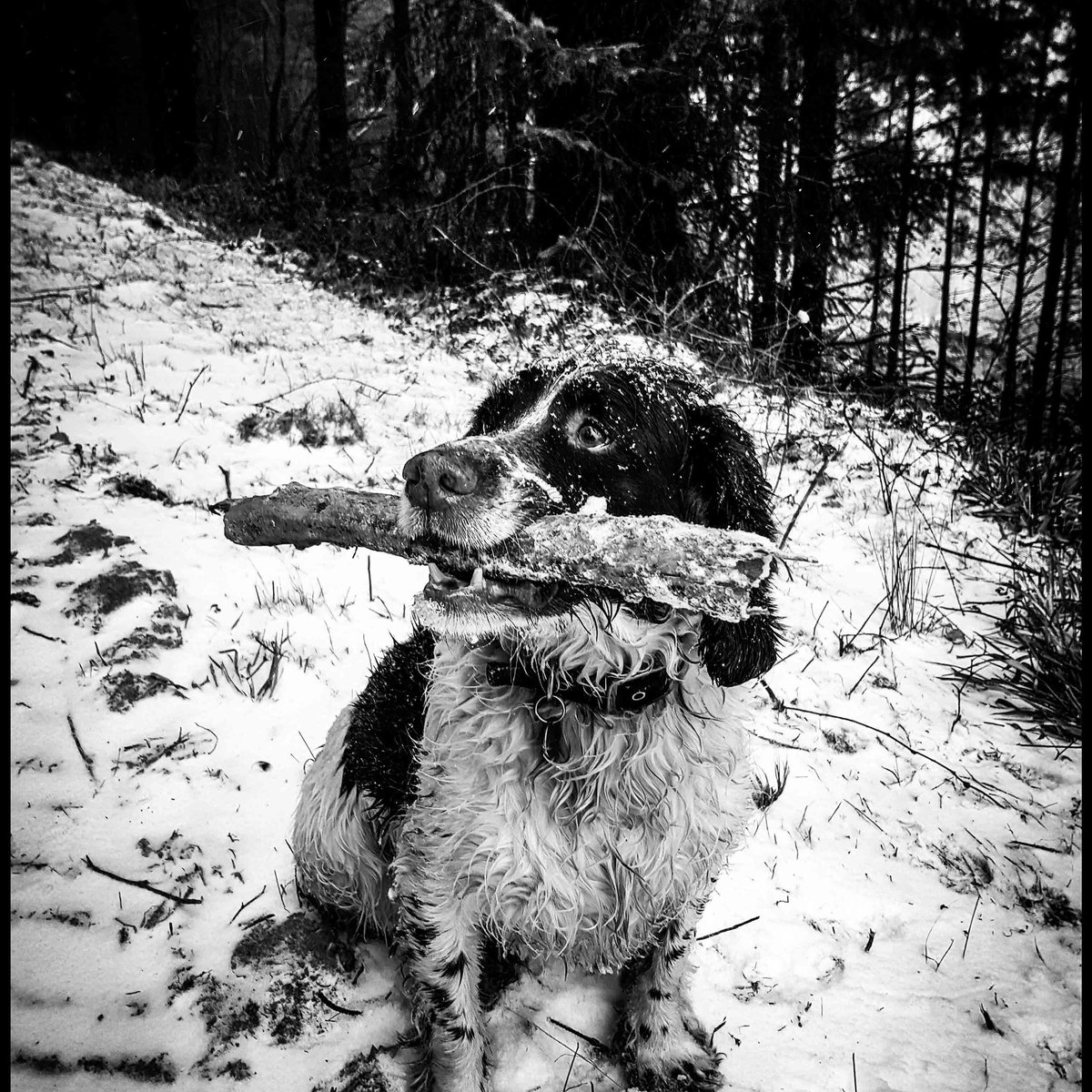 AdrianMarshall5's tweet photo. Barny the dog . Trying out the D850 first time with the snow https://t.co/eihBBdJet7