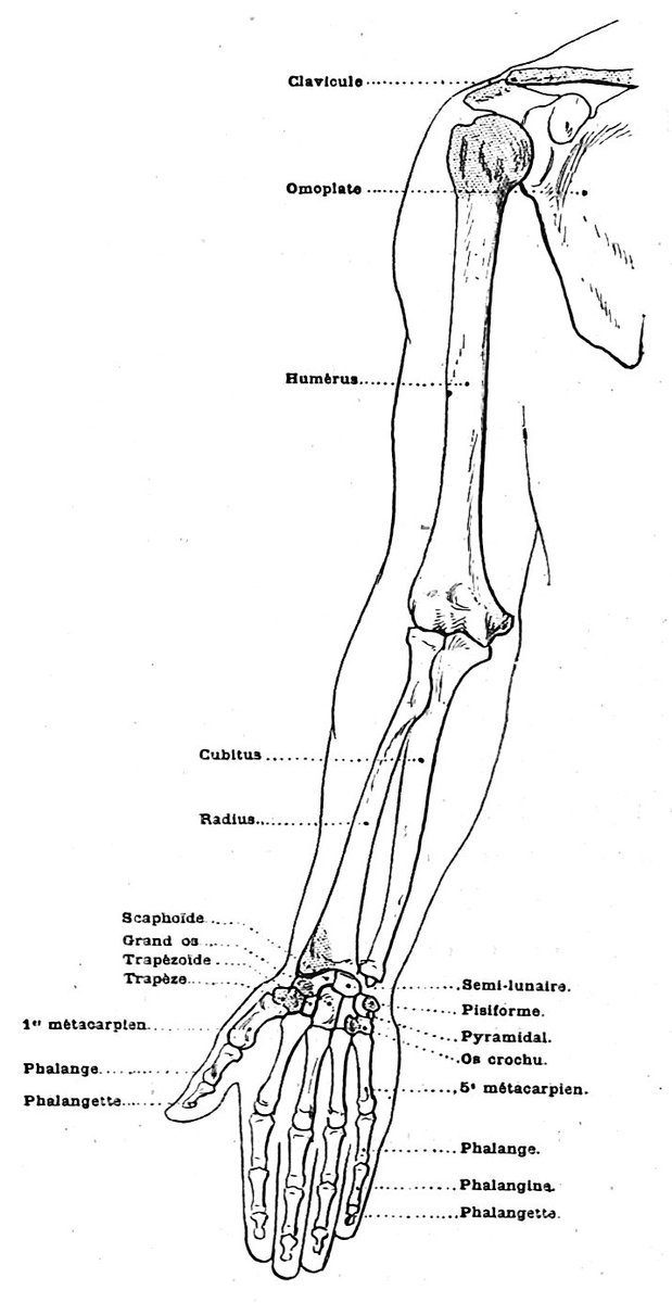 @fusehideto その2。出典はポール・リシェの『新編美術解剖学』(1906)です。 