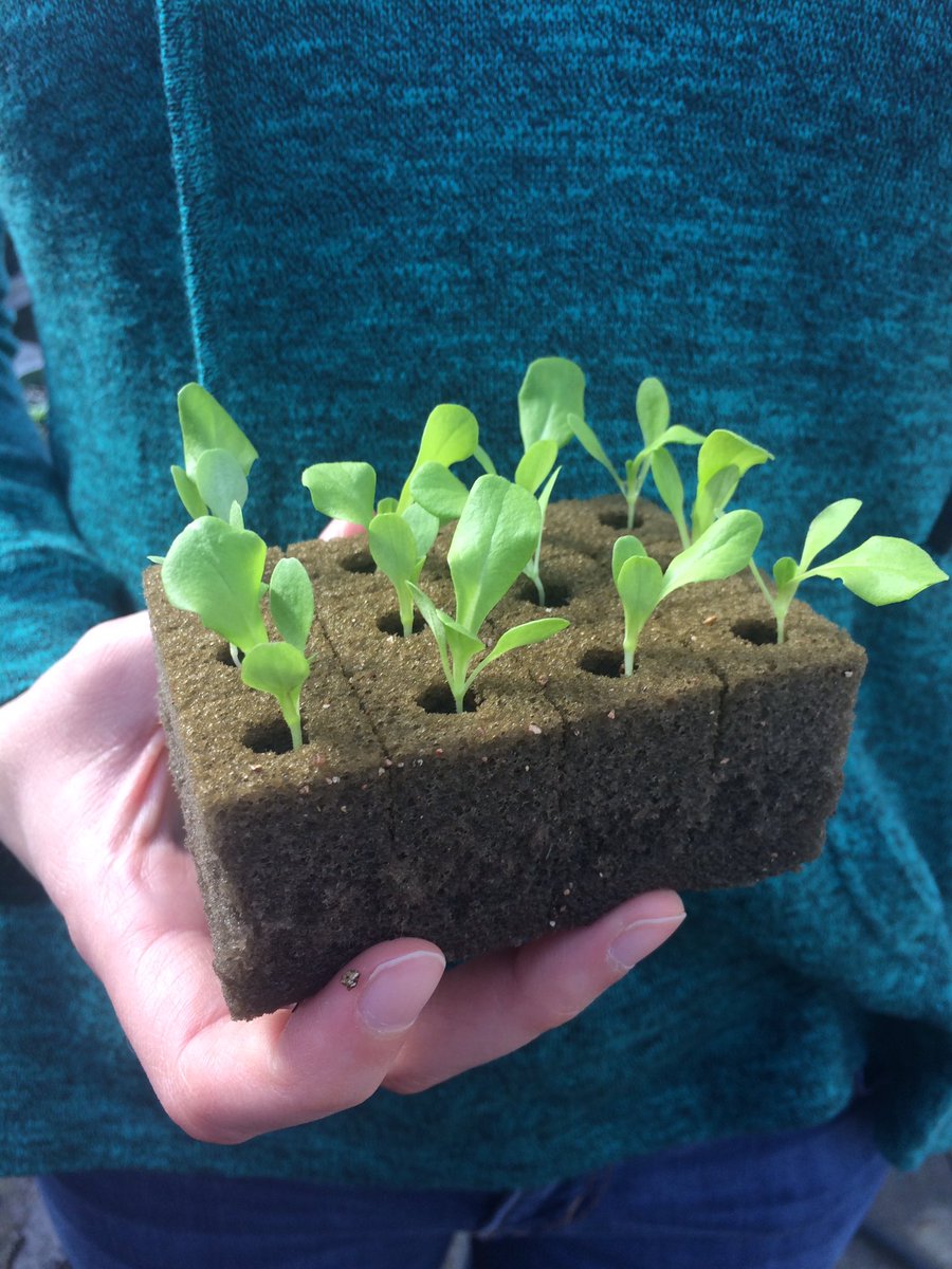 samcave17's tweet photo. wee ones 🥗#seedlings #plants #Hydroponics https://t.co/pPrR118D7K