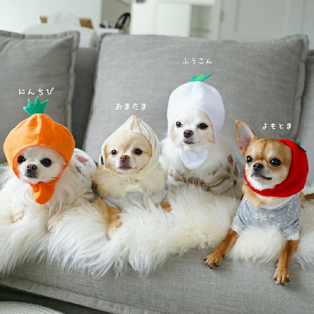 ট ইট র Macoro 野菜戦隊チワレンジャー かわいいかわいいねこ野菜ちゃん チワワ ちわわ Chihuahua ちび太 風太 犬 Dog ট ইট র Macoro 野菜戦隊チワレンジャー かわいいかわいいねこ野菜ちゃん チワワ ちわわ Chihuahua ちび太 風太 犬 Dog