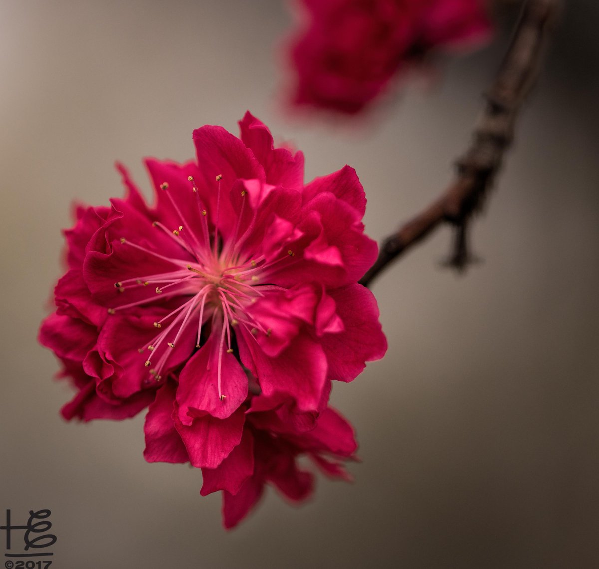 HollyElmoreATL's tweet photo. #Peach #blossoms on #Peachtree! ... and unlike their fertile #cherry #tree cousins, this lovely tree produces bountiful #peaches come summer. 
#thepeachtree #churchgardens #spring #springblossoms #urbanfoliage #Atlanta #hollyelmoreimages https://t.co/6RX9Y0LZwj