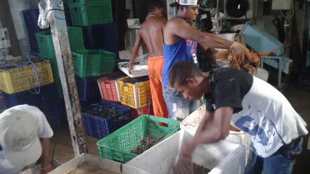 WilkerDobo's tweet photo. 06/03/2018
Pemeriksaan Komoditi Lobster Hidup di Farm Milik Bpk Thomas G Dobo, yang dilalulintaskan melalui Bandar Udara Rar Gwamar Dobo Kep Aru.
oleh 
@BKIPMDobo
@BKIPMAmbon @rinajanwar2201 @HumasBKIPM @AshariSyarief   #OneHealthKIPM https://t.co/5dfLtfr7zA