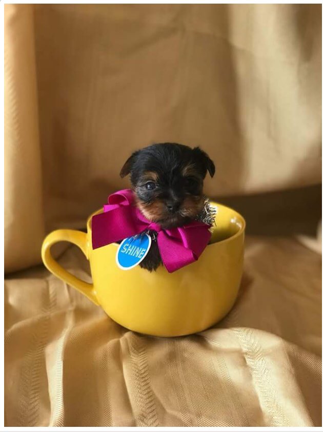 cvacupr's tweet photo. Cuteness to share!!!
#cutepet #loveyourpet#puertoricanpuppy #gurabo#puertorico https://t.co/B7uJWQUIZu