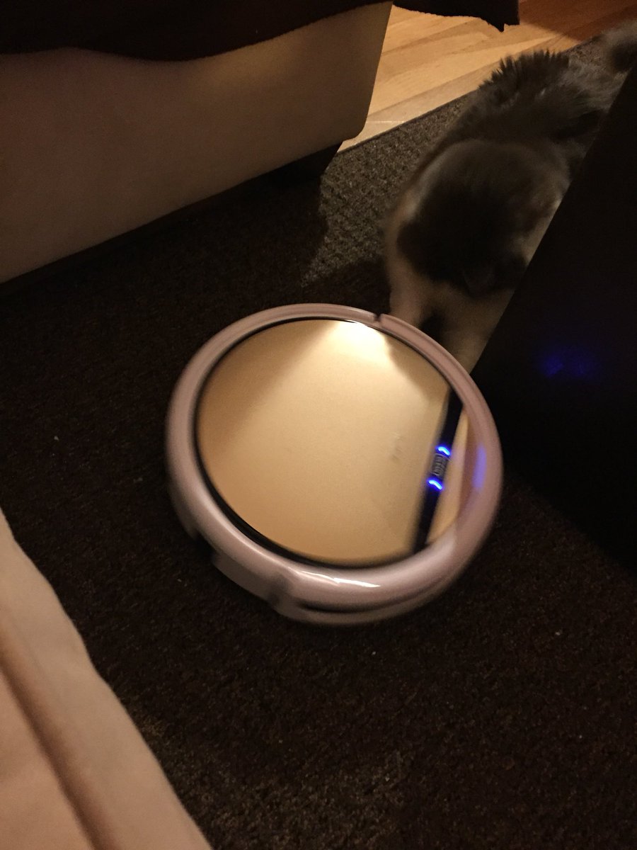 ZoeSaysMeow's tweet photo. Feeling so much better today! Hunting the other cat right now... #meow #catthings #catmayor https://t.co/iezwoNboJp