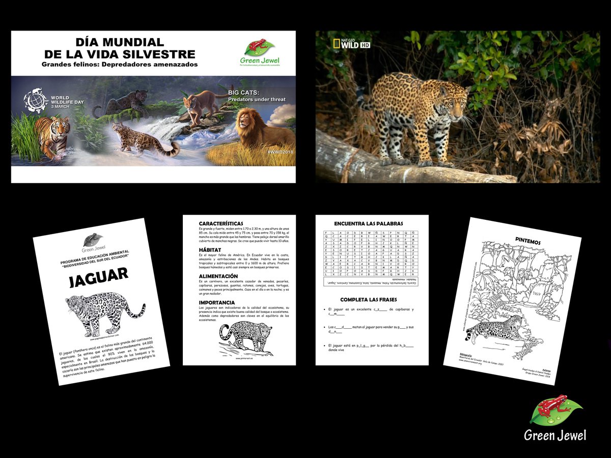 GrupoGreenJewel's tweet photo. EDUCACIÓN AMBIENTAL POR DIA MUNDIAL DE LA VIDA SILVESTRE [1/3]

Charlas, proyección de videos, cartillas y juegos sobre el "Jaguar" compartimos con los niños y niñas de las escuelas.

#WorldWildlifeDay #PredatorsUnderThreat #iProtectBigCats #WWD2018 https://t.co/ko4qUqltYZ