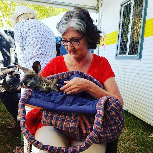 AllenAndUnwin's tweet image. #adlww has a mascot, Ned the rescue joey. He and #barbarakingsolver got acquainted in the greenroom this morning. Collective aww. @faberbooks #kangarooencounter bit.ly/2FhmFRH