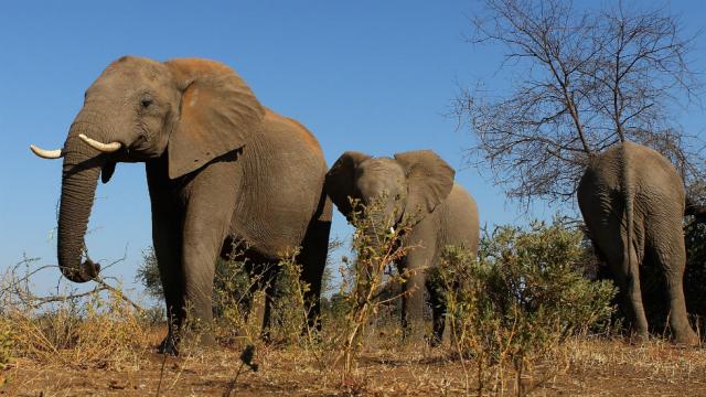 thehill's tweet image. Trump to allow elephant trophy imports, breaking promise to keep Obama ban in place hill.cm/kZ2Zxyt