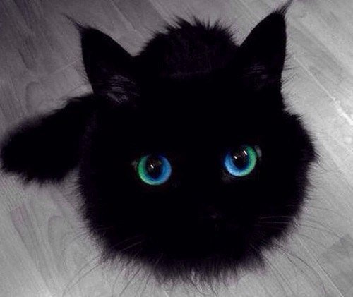 NaturalScratch's tweet photo. I believe the Japanese call these things Susuwatari, or walking soot ball. https://t.co/dllsP7XbUq