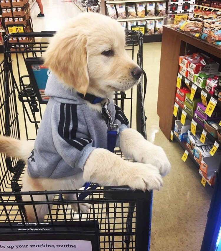 ExtinctAnimal's tweet image. Out for shopping