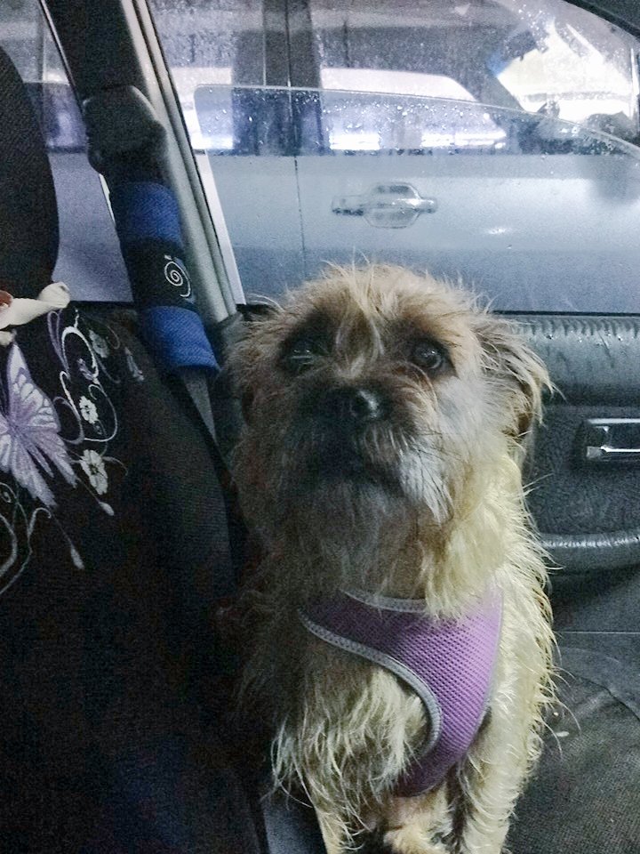 Poppy_MindDogAU's tweet photo. Ohhhh...
We're at @Bunnings π
Does that means sossidges if I wait here quietly ??
*Hopeful ears*
#BTPosse #PleaseBringMeASnag #DogsOfBunnings #AussieDogs https://t.co/r5J8peLcsk