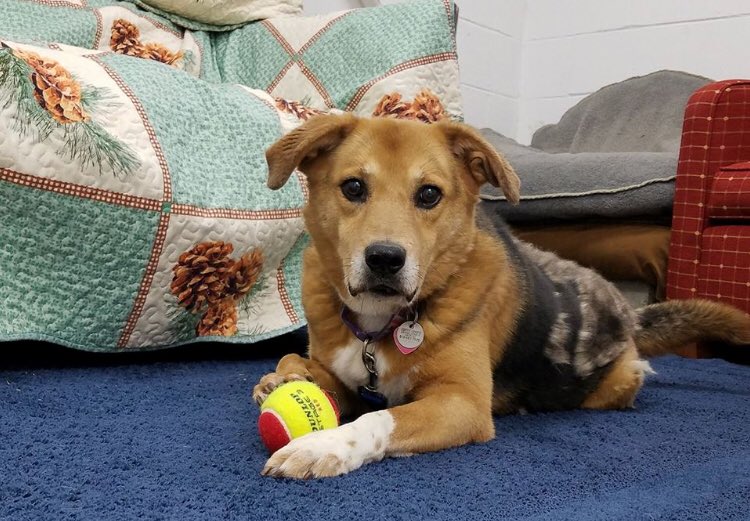 AnimalLeague's tweet photo. How could you not smile when seeing Jaycee? This smiling beauty is an 8 year old Shepherd mix. She is looking for a loving and patient home, where she can share smiles with loving humans all the time. #GetYourRescueOn #AdoptADog https://t.co/DwxOfzB0V9