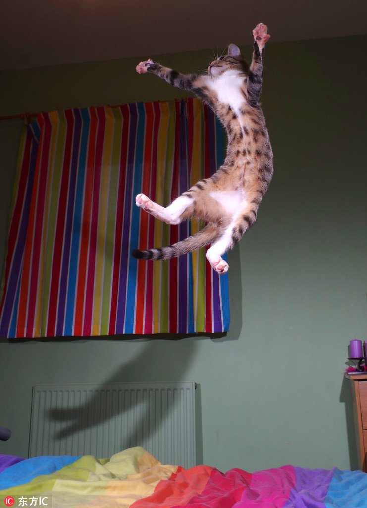 человек на потолке. человек под потолком. летающий кот. танцы дома. прыжок до потолка.