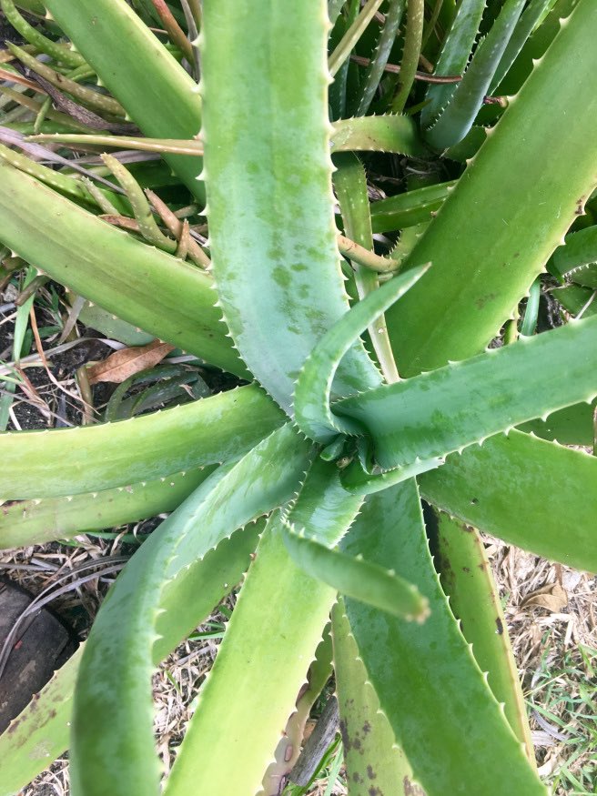 slowfoodbb's tweet photo. Nikola attended a medicinal plant workshop hosted by Dr. Sonia Peter of the Biocultural Education and Research Programme with herbal specialist, Ras Iles at PEG Farm and Nature Reserve 🌱☘️🌿
https://t.co/FiI2dhnaVT
#slowfoodbb #Barbados https://t.co/ZTRqRyZfAE