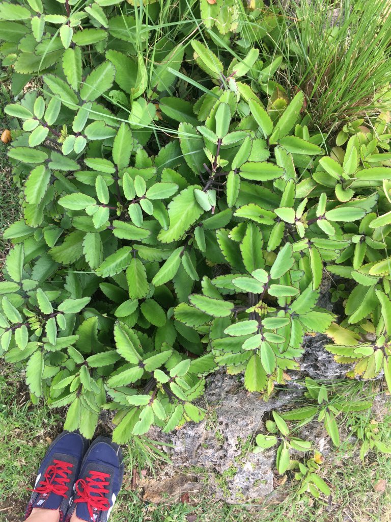 slowfoodbb's tweet photo. Nikola attended a medicinal plant workshop hosted by Dr. Sonia Peter of the Biocultural Education and Research Programme with herbal specialist, Ras Iles at PEG Farm and Nature Reserve 🌱☘️🌿
https://t.co/FiI2dhnaVT
#slowfoodbb #Barbados https://t.co/ZTRqRyZfAE