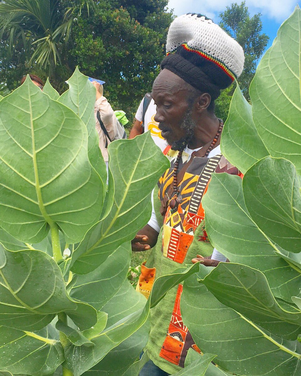 slowfoodbb's tweet photo. Nikola attended a medicinal plant workshop hosted by Dr. Sonia Peter of the Biocultural Education and Research Programme with herbal specialist, Ras Iles at PEG Farm and Nature Reserve 🌱☘️🌿
https://t.co/FiI2dhnaVT
#slowfoodbb #Barbados https://t.co/ZTRqRyZfAE