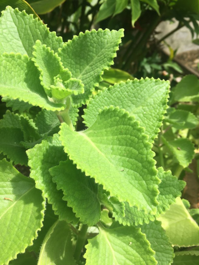 slowfoodbb's tweet photo. Nikola attended a medicinal plant workshop hosted by Dr. Sonia Peter of the Biocultural Education and Research Programme with herbal specialist, Ras Iles at PEG Farm and Nature Reserve 🌱☘️🌿
https://t.co/FiI2dhnaVT
#slowfoodbb #Barbados https://t.co/ZTRqRyZfAE