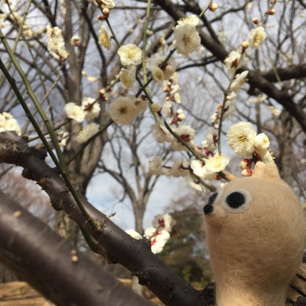 coatibreak's tweet photo. 梅の花がいっぱい咲いてたよ！

#梅 #うめ #梅の花 #四季 #お散歩 #花 #コーティーブレイク #休憩中 #休憩 #ブレイクタイム #ひと息 #ゆるキャラ #コーティー #yuruchara #アカハナグマ #coati #animal #kawaii #japan https://t.co/UlFW5H8osR