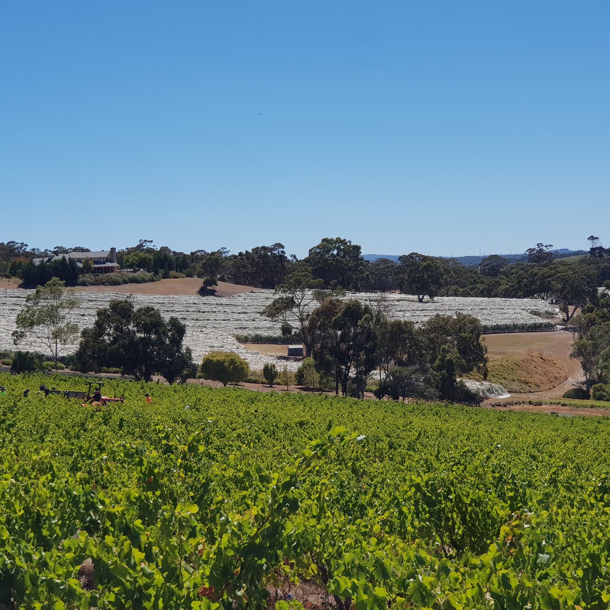 willunga100's tweet image. Blewitt Springs Grenache being harvested this morning. #TheHundred
